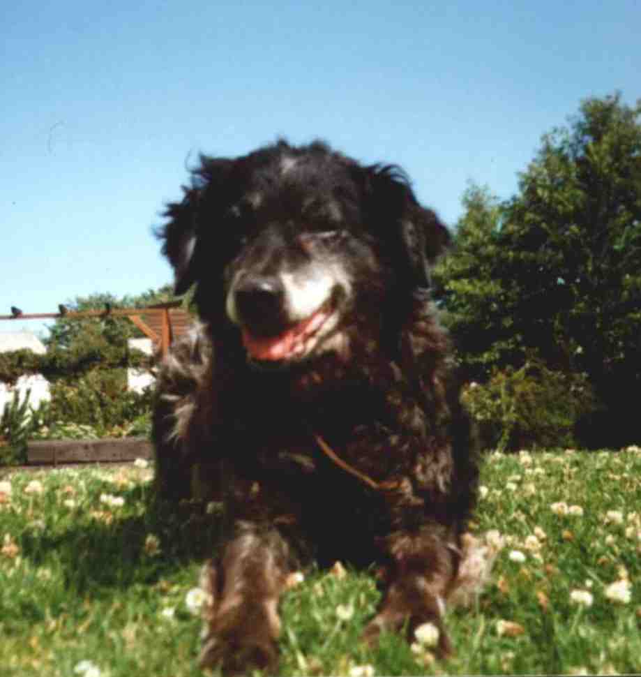 Bijke