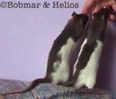 ruggetjes van Bobmar en Helios