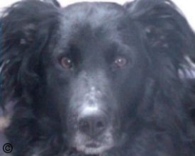 klik hier om over Bobby te lezen