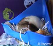 Zzzz Zzzzz Zzzzz