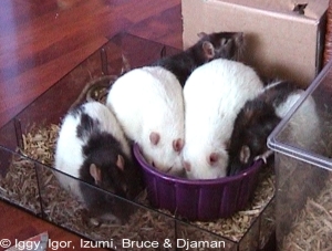 Wie zei er hier 'dieet'???