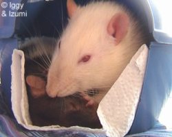 Izumi: Stil blijven liggen, Iggy! 