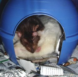 Izumi: voor Iggy was seniorenvoeding misschien ook wel goed geweest.