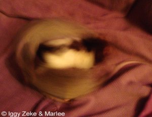 Iggy: wat zijn die kleintjes snel!