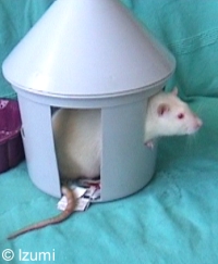 Zo'n duivenhuisje is best krap, ondanks dat er een 'bejaardeningang' in zit