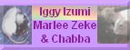 klik hier om naar de pagina van Iggy, Izumi, Marlee, Zeke en Chabba te gaan