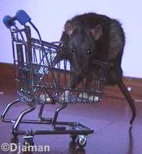 wie wil er met mij naar de dierenwinkel?