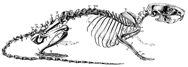 skelet van de Rattus Norvegicus