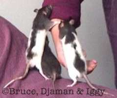 ruggetjes van Bruce, Djaman en Iggy