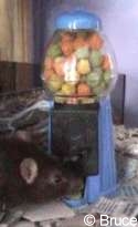 Dit is ons kaugomballensnoepjesapparaat