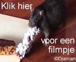 klik hier voor een filmpje in avi-formaat