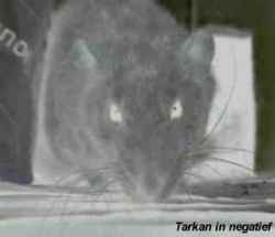 ben jij bang voor ratten? Tibil vond deze foto in negatief wel heel eng 