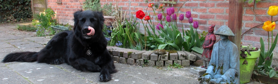 hond met tulpen