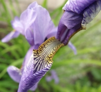 iris sibirica bleu king