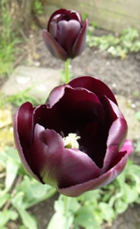 zwarte tulp