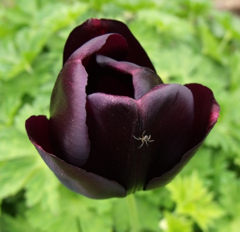 zwarte tulp met spin