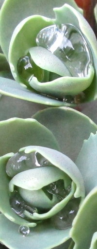 waterdruppels vetplant