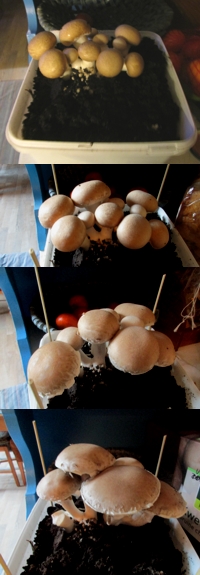 champignons kweken