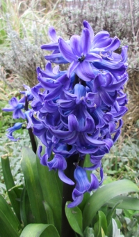 hyacinth