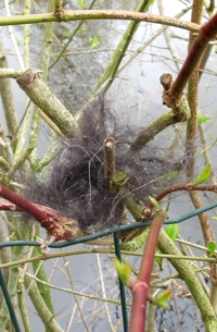 hondenhaar vogelnest