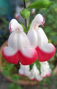 salvia