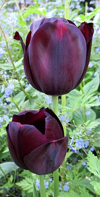 zwarte tulp